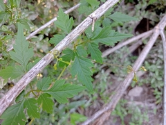 Cardiospermum halicacabum