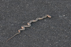 Coluber constrictor mormon