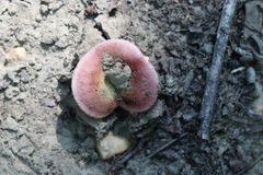Russula mariae