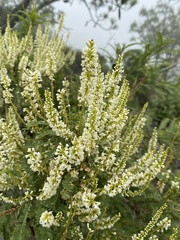 Eysenhardtia polystachya