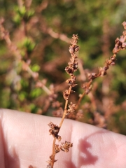 Adenostoma fasciculatum