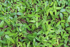 Strophostyles leiosperma