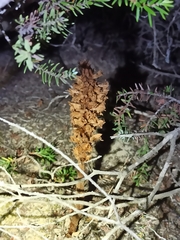 Orobanche densiflora