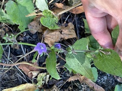 Campanula rapunculoides