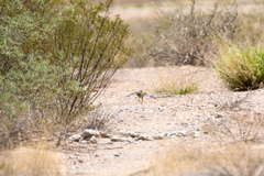 Geococcyx californianus