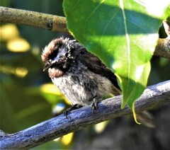 Poecile hudsonicus