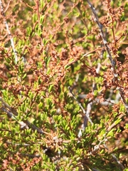 Adenostoma fasciculatum