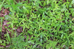 Strophostyles leiosperma