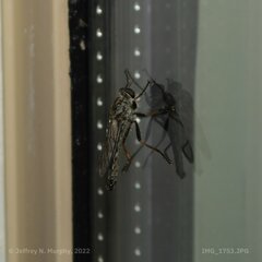 Neomochtherus willistoni