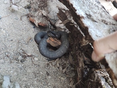 Nerodia sipedon sipedon