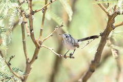 Polioptila melanura
