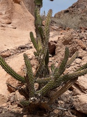 Stenocereus gummosus