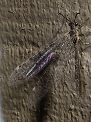 Neuroptera