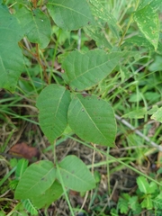 Toxicodendron