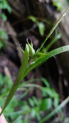 Carex intumescens