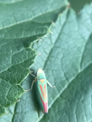 Graphocephala fennahi