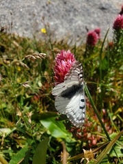 Parnassius smintheus