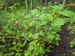 Viburnum edule