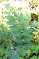 Berberis nervosa