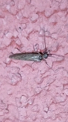 Halesus