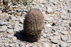 Echinomastus durangensis