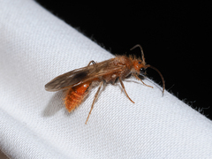 Sphaeropthalma unicolor