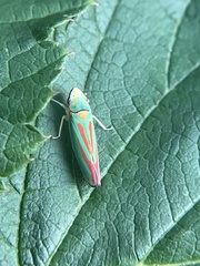 Graphocephala fennahi