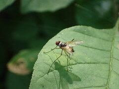 Cholomyia inaequipes
