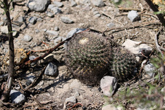 Mammillaria grusonii