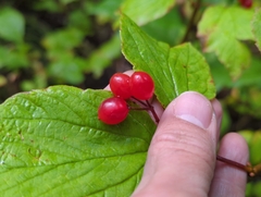 Viburnum edule