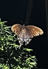 Papilio glaucus
