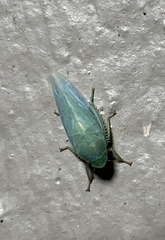 Iassinae