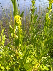 Solidago sempervirens
