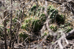 Echinocereus enneacanthus enneacanthus