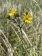 Silphium asteriscus trifoliatum