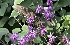 Papilio glaucus