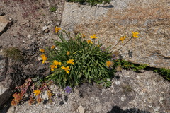 Raillardella scaposa