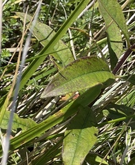 Silphium asteriscus trifoliatum