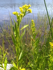 Solidago sempervirens