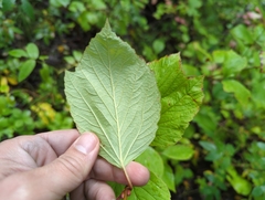 Viburnum edule