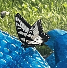 Papilio glaucus