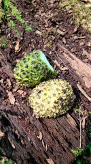 Symplocarpus foetidus