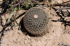 Mammillaria grusonii