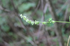 Fallopia