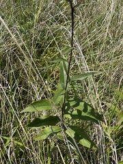 Silphium asteriscus trifoliatum