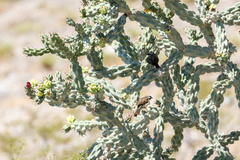 Amphispiza bilineata