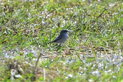 Serpophaga nigricans