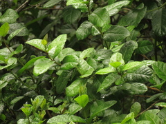 Citharexylum sulcatum