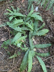 Struthiopteris spicant
