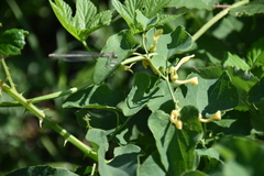 Aristolochia clematitis